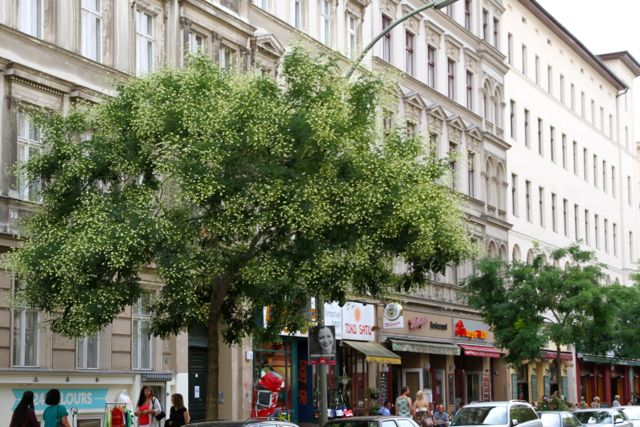 kreuzberg-4.jpg
